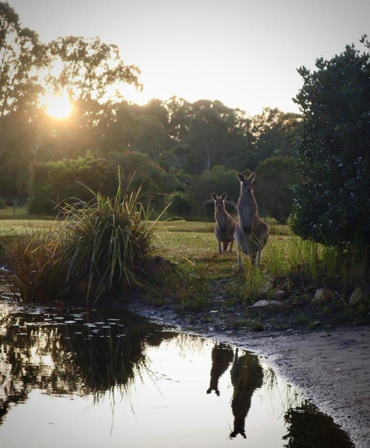 Lake Weyba Cottages Noosa Peregian Beach Extérieur photo